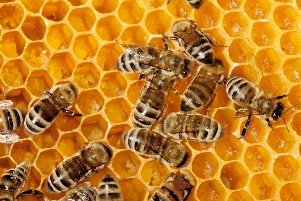 Bindaree Bee Supplies